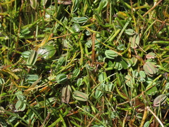 Alchemilla diplophylla