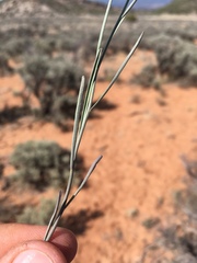 Sisymbrium linifolium