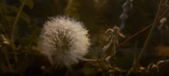 Urospermum picroides
