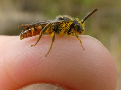 Nomada