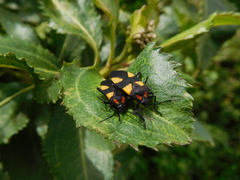 Oncopeltus orourkeae