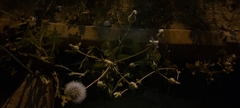 Urospermum picroides