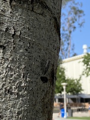 Dicerca hornii
