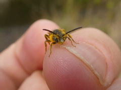 Nomada
