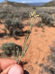 Sisymbrium linifolium