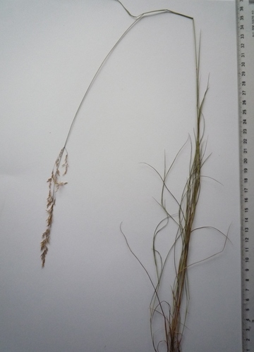 Agrostis vinealis iNat (1)