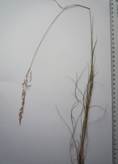 Agrostis vinealis
