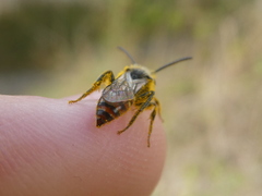 Nomada