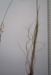 Agrostis vinealis