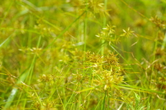 Cyperus polystachyos polystachyos