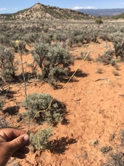 Sisymbrium linifolium