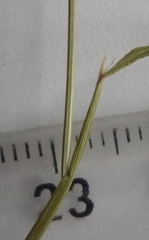 Agrostis vinealis