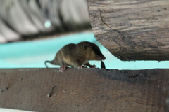 Marmosops noctivagus