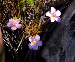 Oxalis polyphylla pentaphylla