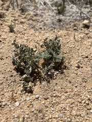Cymopterus deserticola