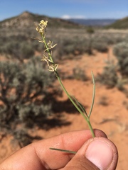 Sisymbrium linifolium
