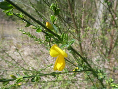 Cytisus scoparius