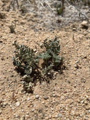 Cymopterus deserticola
