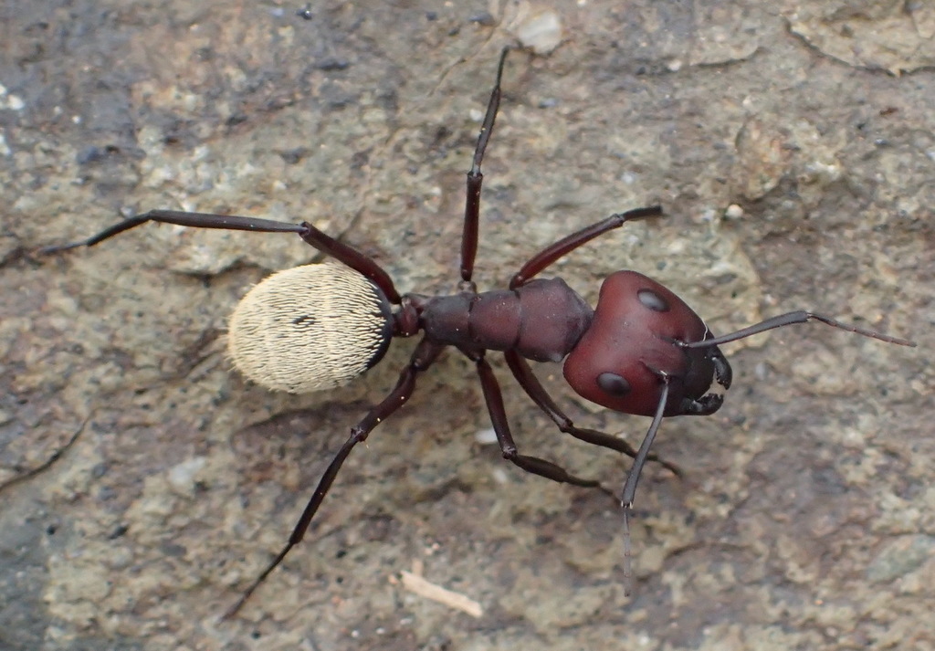 Blonde Balbyter Ant