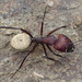 Blonde Balbyter Ant - Photo (c) Nicola van Berkel, some rights reserved (CC BY-SA), uploaded by Nicola van Berkel