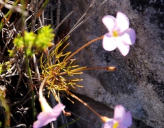 Oxalis polyphylla pentaphylla