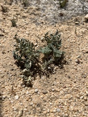 Cymopterus deserticola