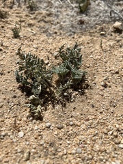 Cymopterus deserticola
