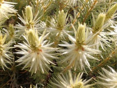Phylica plumosa