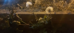 Urospermum picroides