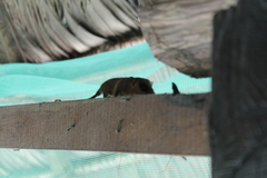 Marmosops noctivagus