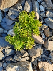 Ranunculus sericophyllus