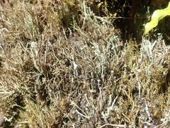 Cladonia glebosa