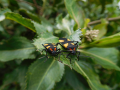 Oncopeltus orourkeae