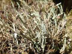 Cladonia glebosa