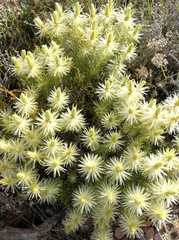 Phylica plumosa