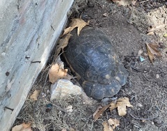 Testudo marginata