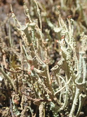 Cladonia glebosa
