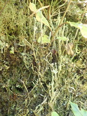 Cladonia glebosa