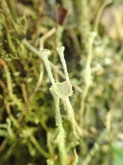 Cladonia glebosa