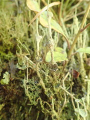 Cladonia glebosa