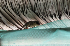 Marmosops noctivagus