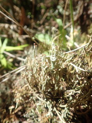 Cladonia glebosa