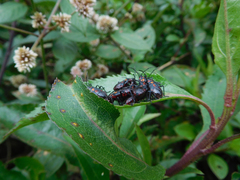 Oncopeltus orourkeae