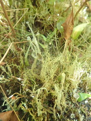 Cladonia glebosa
