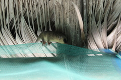 Marmosops noctivagus