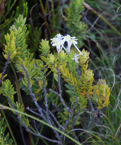 Image of Gnidia tomentosa by (c) Tony Rebelo, some rights reserved (CC BY-SA)