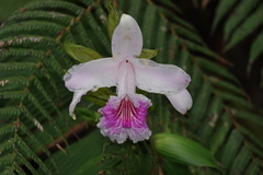 Sobralia rosea
