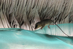 Marmosops noctivagus