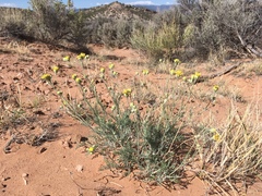 Hymenopappus filifolius