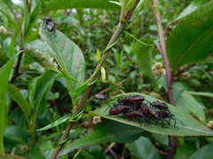 Oncopeltus orourkeae